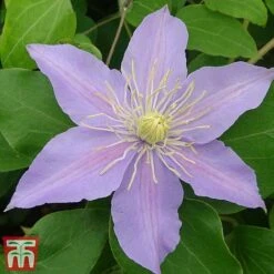 Clematis 'Justa' 10 Clematis 'Justa' -Greenworld Zone justa5