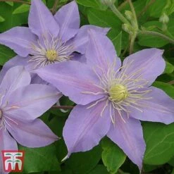 Clematis 'Justa' 12 Clematis 'Justa' -Greenworld Zone justa6