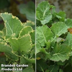 New Products 13 Kale 'Daubenton's Duo'