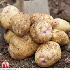 Potato 'T&M Favourites Collection' -Greenworld Zone kest
