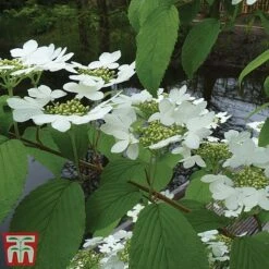Viburnum Plicatum F. Tomentosum 'Kilimanjaro' -Greenworld Zone kili
