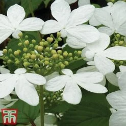 Viburnum Plicatum F. Tomentosum 'Kilimanjaro' -Greenworld Zone kili2