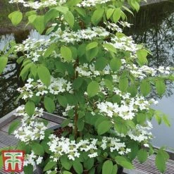 Viburnum Plicatum F. Tomentosum 'Kilimanjaro' -Greenworld Zone kili3