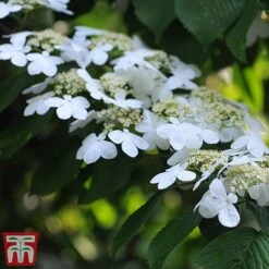 Viburnum Plicatum F. Tomentosum 'Kilimanjaro' -Greenworld Zone kili4