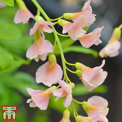 Laburnocytisus 'Adamii' 2 Laburnocytisus 'Adamii' - Image 2
