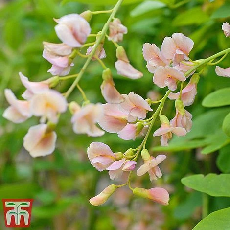 Laburnocytisus 'Adamii' 1 Laburnocytisus 'Adamii'