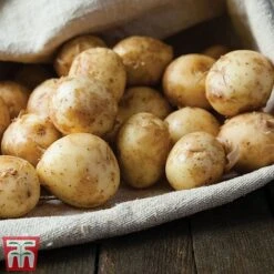 Potato 'T&M All Year Round Collection' -Greenworld Zone ladychr