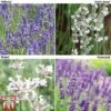 Lavender Collection
