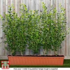 Ligustrum Ovalifolium -Greenworld Zone ligu ready2