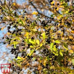 Ligustrum Vulgare -Greenworld Zone ligustrum