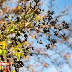 Ligustrum Vulgare -Greenworld Zone ligustrum2