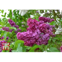 Syringa Vulgaris 'Andenken An Ludwig Späth' 5 Syringa Vulgaris 'Andenken An Ludwig Späth' -Greenworld Zone lilac second image