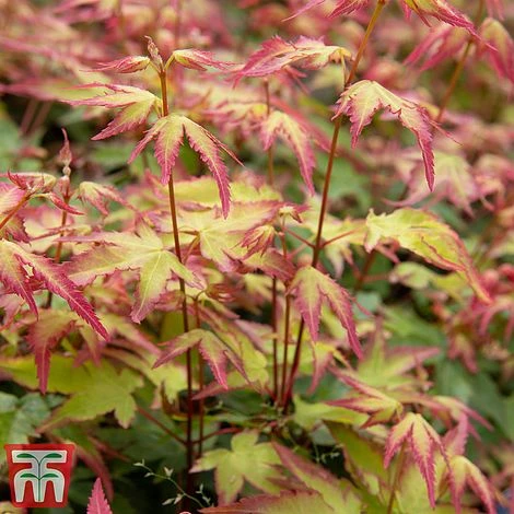 Acer Palmatum 'Little Princess' 1 Acer Palmatum 'Little Princess'