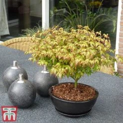 Acer Palmatum 'Little Princess' 9 Acer Palmatum 'Little Princess' -Greenworld Zone littleprin3