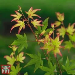 Acer Palmatum 'Little Princess' 11 Acer Palmatum 'Little Princess' -Greenworld Zone littleprin5