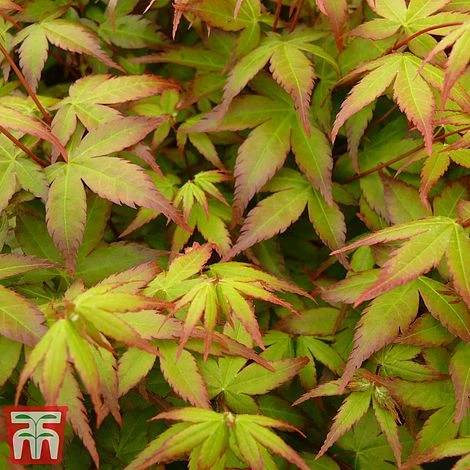 Acer Palmatum 'Little Princess' 7 Acer Palmatum 'Little Princess' - Image 7