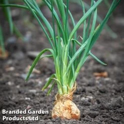 Shallot (Autumn) Twin Pack -Greenworld Zone longor