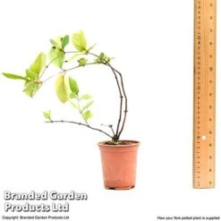 Honeysuckle 'Dart's World' -Greenworld Zone lonice