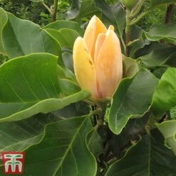 Magnolia 'Sunspire' -Greenworld Zone magn suns3