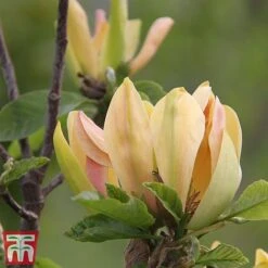 Magnolia 'Sunspire' -Greenworld Zone magn suns4