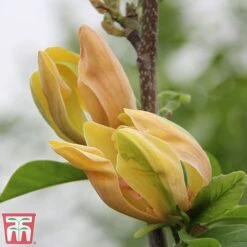 Magnolia 'Sunspire' -Greenworld Zone magn suns5