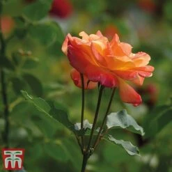 Rose 'Climbing Masquerade' 5 Rose 'Climbing Masquerade' -Greenworld Zone masq2