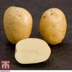 Potato 'T&M All Year Round Collection' -Greenworld Zone mcprem