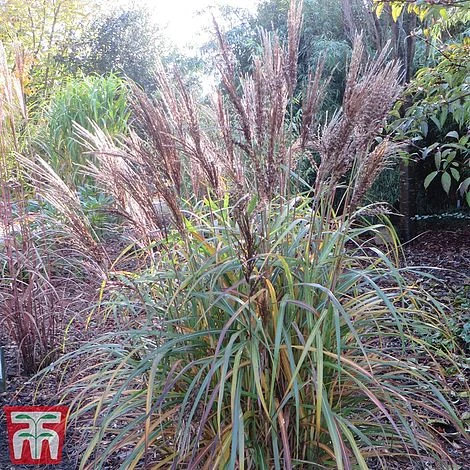 Miscanthus Sinensis 'Volcano' 1 Miscanthus Sinensis 'Volcano'
