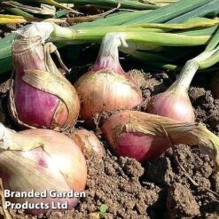 Onion Triple Pack (Spring) 5 Onion Triple Pack (Spring) -Greenworld Zone onion keravil pink11