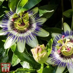 Passiflora Caerulea -Greenworld Zone pass caer