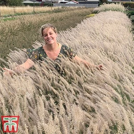 Pennisetum Orientale 'Dance With Me' 1 Pennisetum Orientale 'Dance With Me'