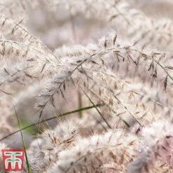 Pennisetum Orientale 'Dance With Me' 9 Pennisetum Orientale 'Dance With Me' -Greenworld Zone penn dance3