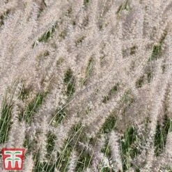Pennisetum Orientale 'Dance With Me' 11 Pennisetum Orientale 'Dance With Me' -Greenworld Zone penn dance5