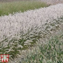 Pennisetum Orientale 'Dance With Me' 13 Pennisetum Orientale 'Dance With Me' -Greenworld Zone penn dance7