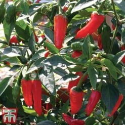 Chilli Pepper 'Apache' F1 Hybrid -Greenworld Zone pepp apach3