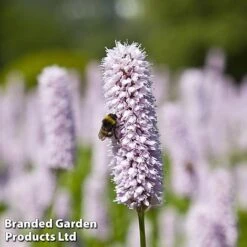 Persicaria Bistorta 'Superba'