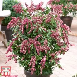 Pieris Japonica 'Passion' -Greenworld Zone pier