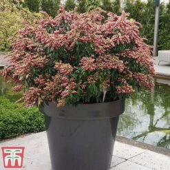 Pieris Japonica 'Passion' -Greenworld Zone piers2