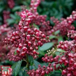 Pieris Japonica 'Passion' -Greenworld Zone piers3