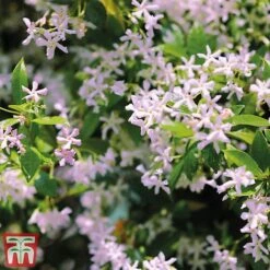 Trachelospermum 'Pink Shower' -Greenworld Zone pinkstar1