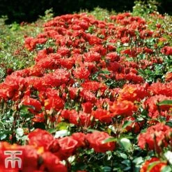 Rose 'Precious Love' (Floribunda Rose) 5 Rose 'Precious Love' (Floribunda Rose) -Greenworld Zone prec2