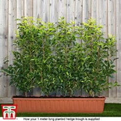 Prunus Lusitanica 9 Prunus Lusitanica -Greenworld Zone prunus ready