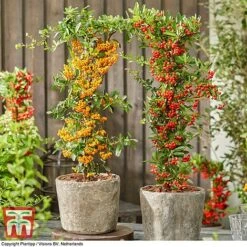 Pyracantha Coccinea 'Star' Duo