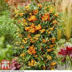Pyracantha Coccinea 'Star' Duo -Greenworld Zone pyra sun3