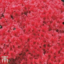 Azalea 'Japanese Red' -Greenworld Zone red1