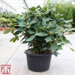 Rhododendron 'Germania' 6 Rhododendron 'Germania' -Greenworld Zone rhod germ2