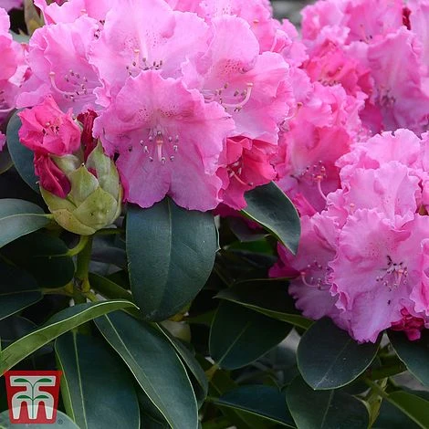 Rhododendron 'Germania' 1 Rhododendron 'Germania'