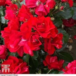 Rose 'Moment In Time' (Floribunda Rose) 5 Rose 'Moment In Time' (Floribunda Rose) -Greenworld Zone rose mom2