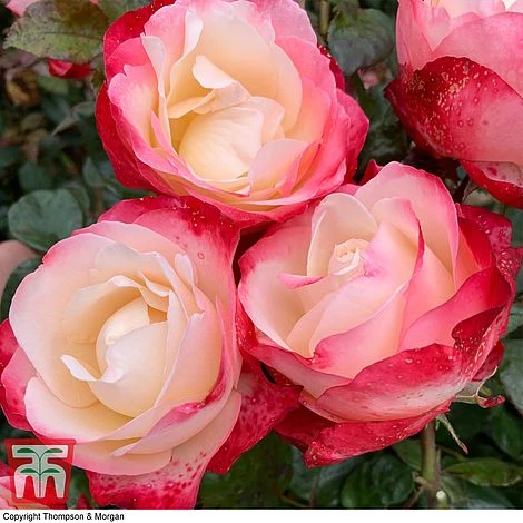 Rose 'Nostalgia' (Hybrid Tea Rose) 1 Rose 'Nostalgia' (Hybrid Tea Rose)