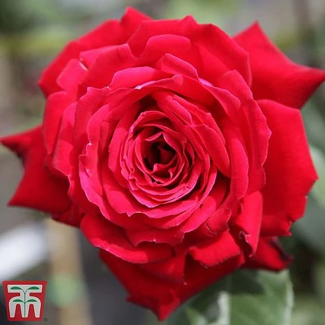 Rose 'Ruby Wedding' (Hybrid Tea Rose) 1 Rose 'Ruby Wedding' (Hybrid Tea Rose)
